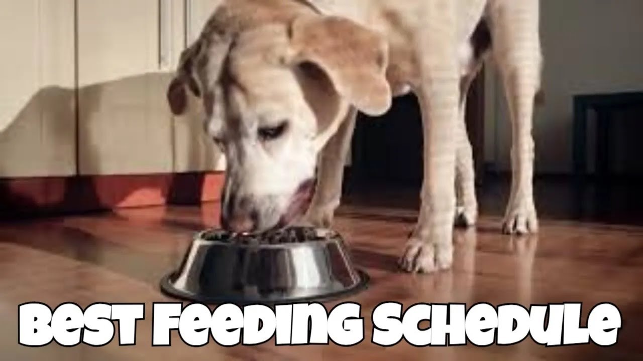 the-best-feeding-schedule-for-your-pet-pet-food-nutrition-dog
