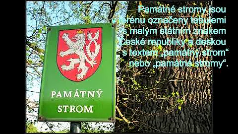 Co znamená růst stromu?