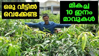 ഒരു വീട്ടിൽ വെക്കേണ്ട മികച്ച 10 ഇനം മാവുകൾ Top ten amazing mangoes in Kerala