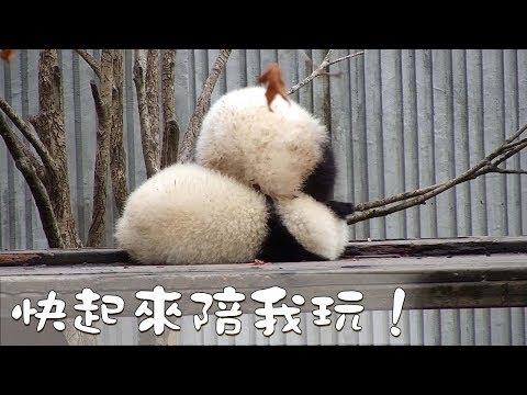 《熊貓早晚安》我不睡，你也別想！ | iPanda熊貓頻道