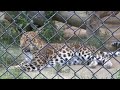 広島市安佐動物公園の豹・チータ・ライオン の動画、YouTube動画。