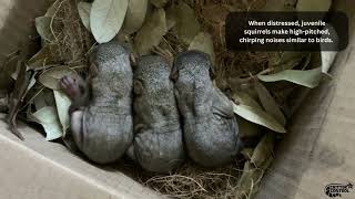 How to Identify Squirrel Sounds and Noises - Squirrels in Attic Noises and Sounds screenshot 5