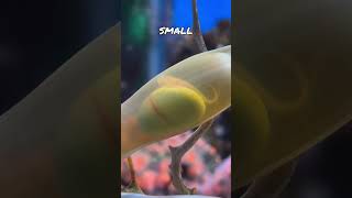 What’s Inside a Shark Egg?