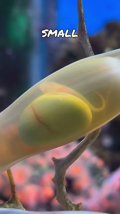 What’s Inside a Shark Egg? 🦈
