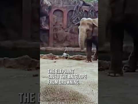 Elephant saves antelope