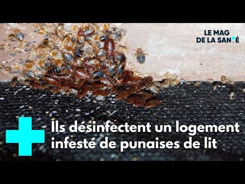 Vidéo: À quelle température meurt l'insecte ? Comment se débarrasser des punaises de lit dans l'appartement ?