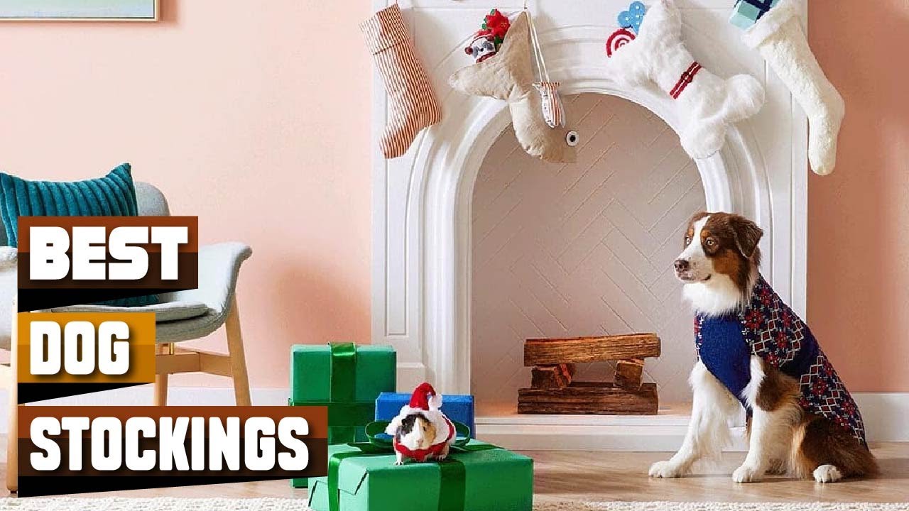 Top 5 Dog Stockings : Best For Ever!