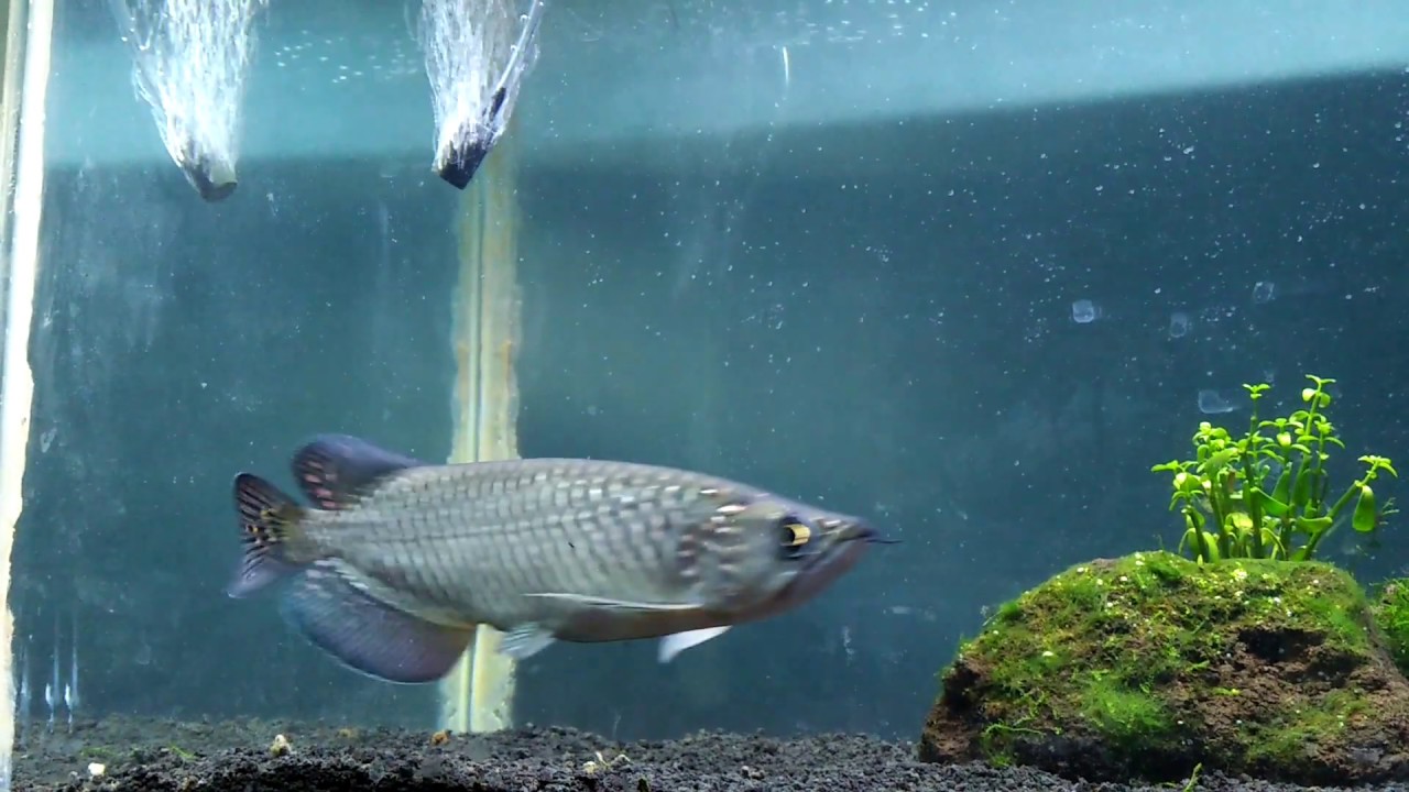 IKAN ARWANA IRIAN JARDINI ARWANA BATIK YouTube