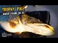 Ice Fishing - Trophy River Pike (13,1 kg)