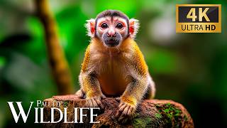 Nature’s Soft Wildlife Palette 4K 🐾 Incredible Discovery Nature’s Hidden Beauty with Relaxing Piano screenshot 4