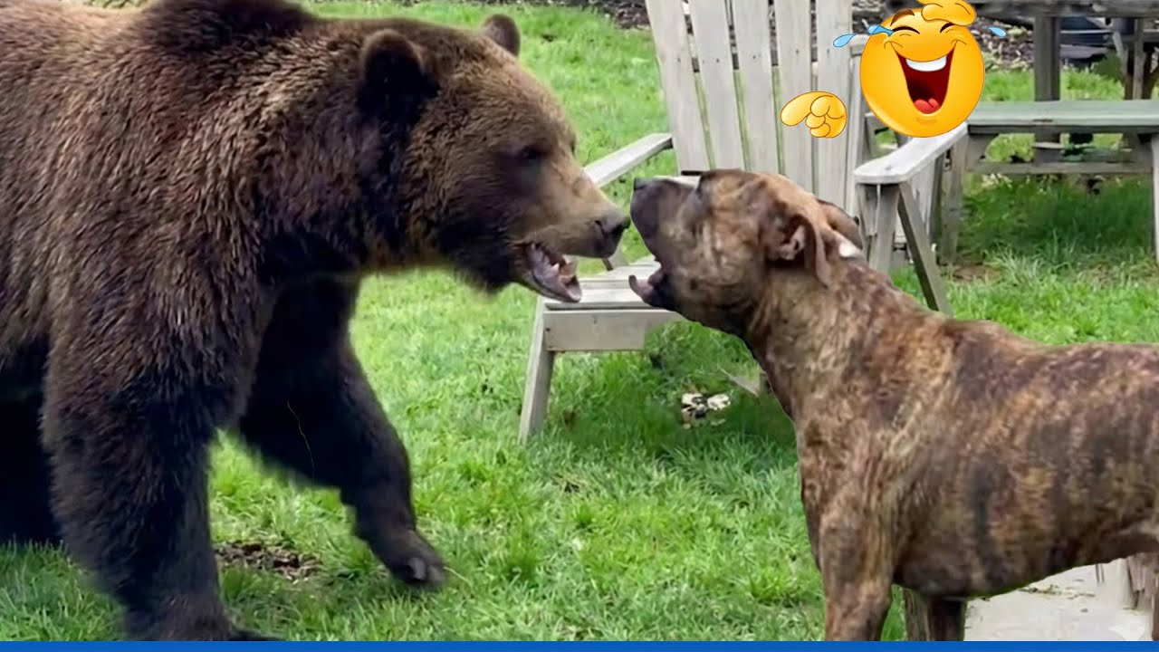 You Will Die Laughing At These FUNNY ANIMALS 🤣 Best Funny Animals Video Ever!