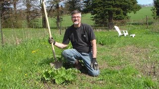 How to Propagate or Divide Your Rhubarb Plants