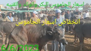 اسعار الجاموس البكر والوالد والقنيه واللحم والعشر سوق الثلاثاء 