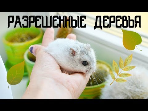 СПИСОК РАЗРЕШЕННЫХ ДЕРЕВЬЕВ И КУСТАРНИКОВ ДЛЯ ХОМЯЧКОВ | KEKC CHANNEL
