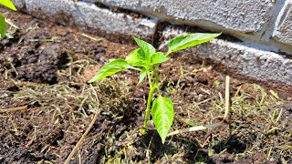 S05. 29. Paradicsom át paprika kiültetése szabadföldbe