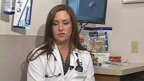 Dog Health Treatment & Advice : How to Treat Ear Mites in Your Pet