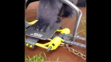 How Bear Traps Work 🤔 #shorts