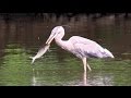 Great Blue Herons & Others Eating River Herring