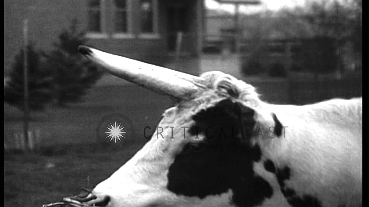 A single horned bull calf in Maine,United States HD Stock Footage