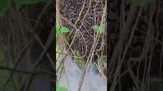 Niat Buat Rumah Pohon Malah Menemukan Sarang Lebah Yang Besar 