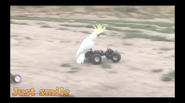 Những con vẹt hài hước nhất quả đất f4 !...😂😂