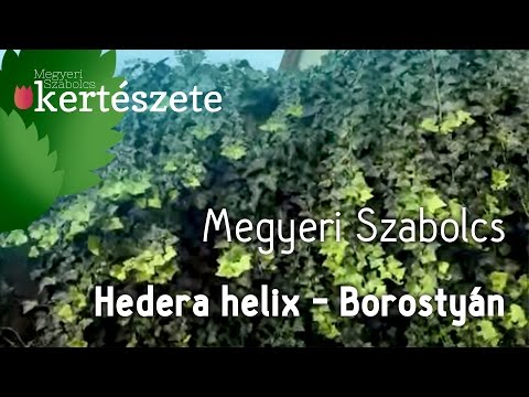 Videó: Hogyan Lehet Meghatározni A Borostyán Eredetiségét