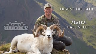 August the 14th : Austin's Alaska Dall Sheep