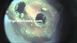 Pulse Beetle Eggs On Damaged Gram-I 169