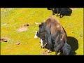 Tibetan wild yak