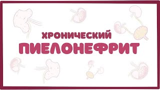 Хронический пиелонефрит - причины, симптомы, терапия (лекция)