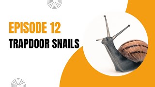 Episode 12- Japanese Trapdoor Snails