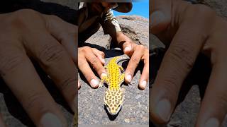 POV: Inside a Lizard Rock Crack 🦎 | Real Hidden World (No CGI) 😱 #microanimals399 #microworlds