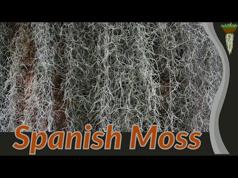 Information and Growing of SPANISH MOSS! (Tillandsia usneoides)