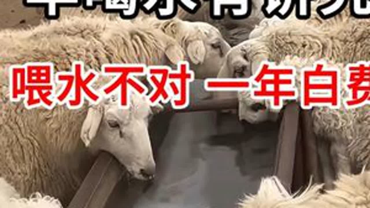 羊喝水有讲究#羊 #牛羊养殖 #养羊人
