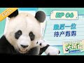 熊猫慢综艺 最后一位待产妈妈 大耳朵 优优 成长吧大熊猫 熊猫慢综艺 最后一位待产妈妈 大耳朵 优优 成长吧大熊猫