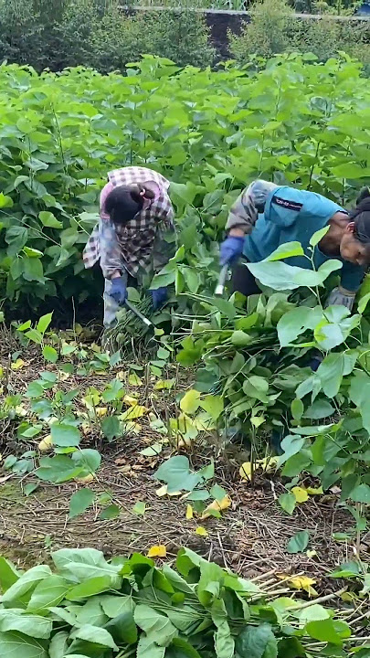 What A  Silkworm Can Produce #satisfying #shot