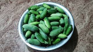 Budidaya Kovacka Saya Di Teras ടറസന മകളല എനറ കവകക കഷ