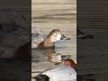 Stretch, Dive, Repeat - Redhead Duck