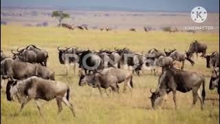 The Stampede
