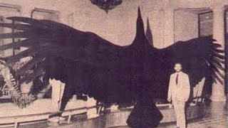 thunderbird bird thunder thunderbirds flying caught birds animal legendary fly giant footage wing biggest huge called wings