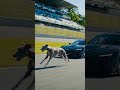 Dog racing with Bugatti car and win the race