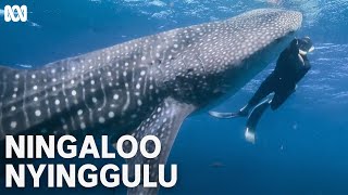 Swimming with whale sharks | Ningaloo Nyinggulu | ABC TV + iview