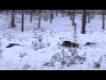 Great on the snow wild boar hunting