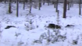 Great on the snow wild boar hunting