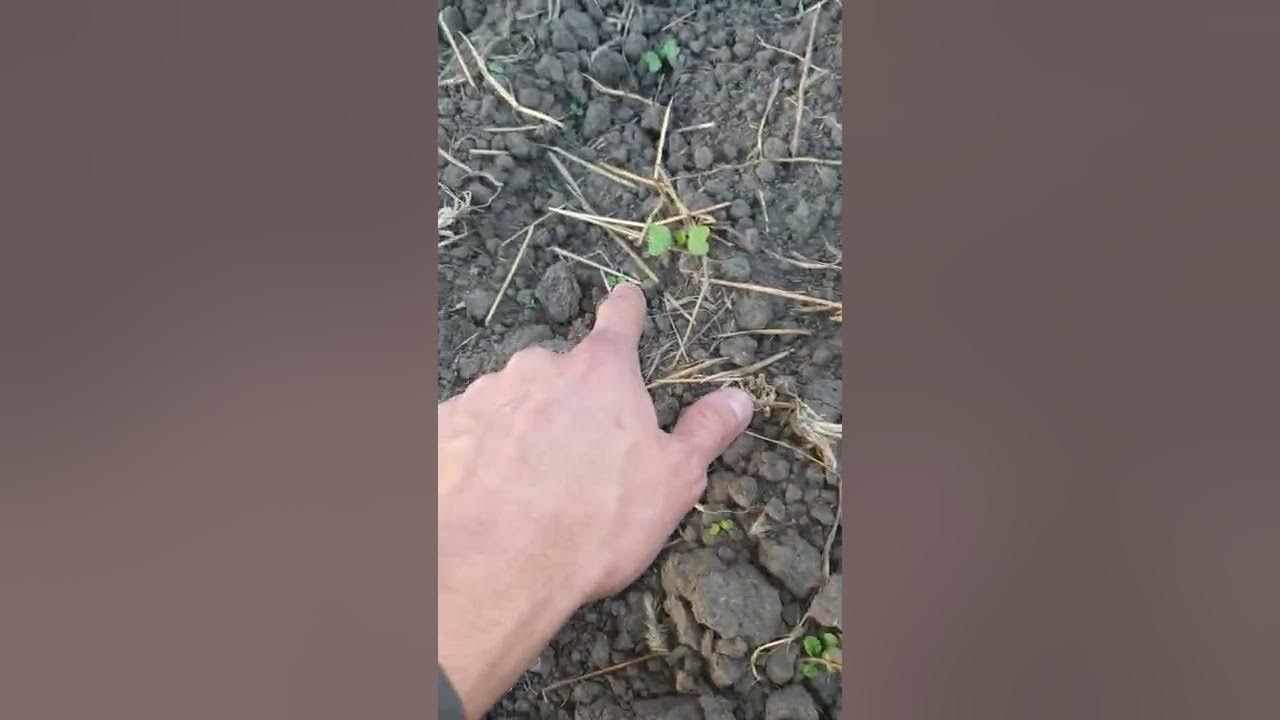 Горчица озимая. Сорт Джуна, на 20.10.22г. - YouTube