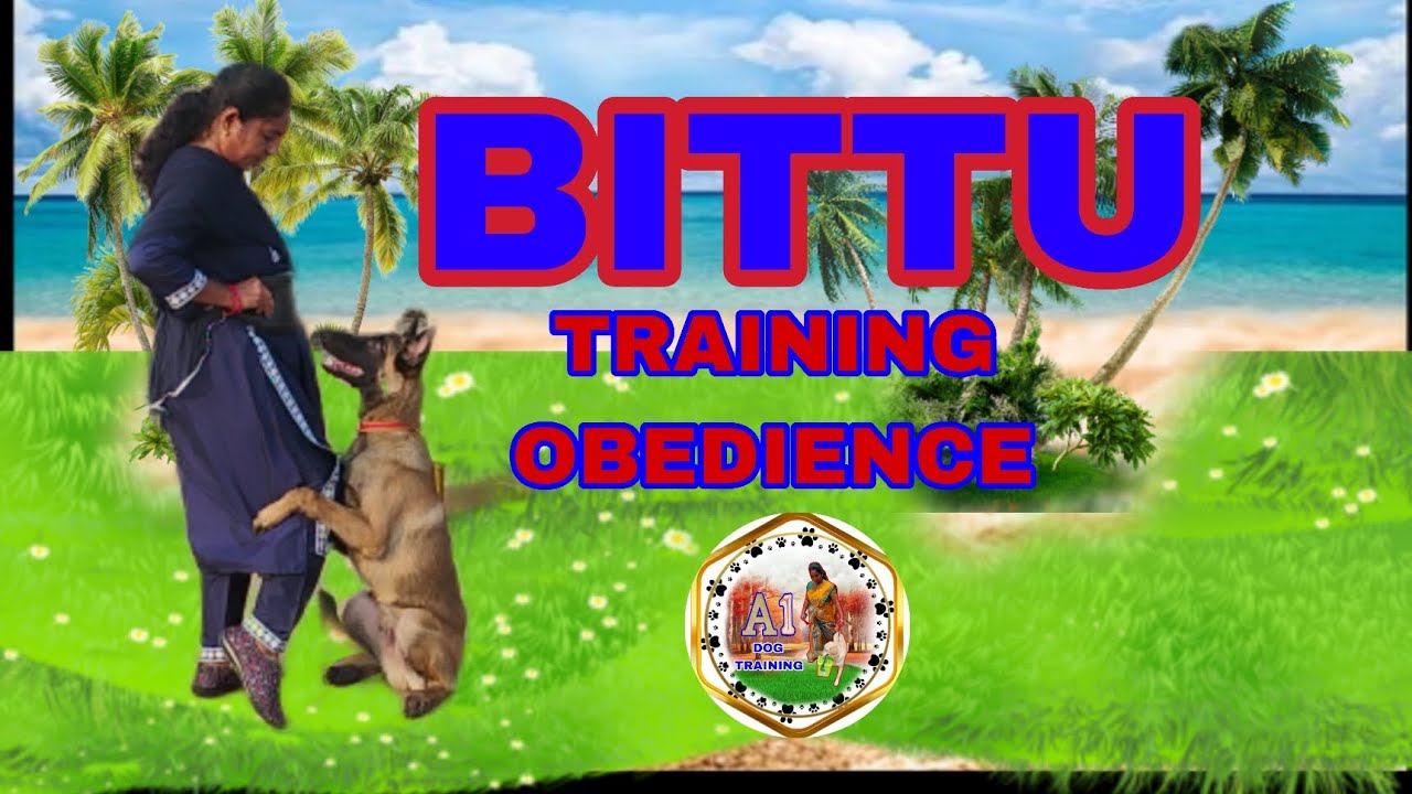 Belgian malinois Bittu 🐕‍🦺 training full video to learn commands faster at home