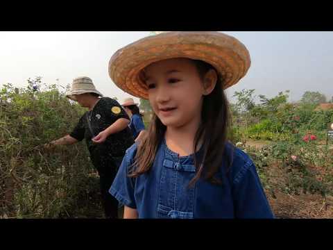 Planting rice at Ginger Farm Chiang Mai