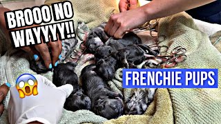 French Bulldog births 7 pups emergency C-Section