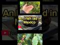 Irish guy tries authentic Mexican coffee culture #travel #mexico #viral