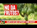 Por qué tu Aguacate no da frutos? Cuanto demora el aguacate en dar frutos?